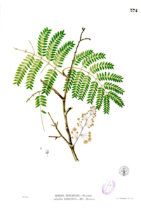 Acacia concinna